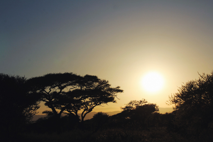 Safari Tarangire Tanzanie