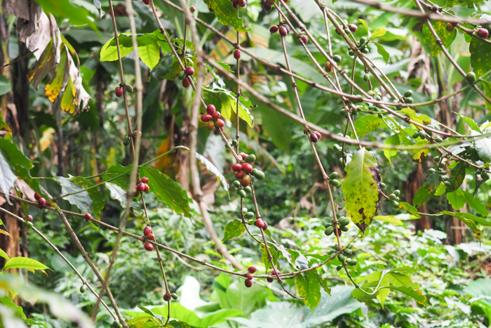 Wild Tracks Coffee planttaion, Arusha, Tanzanie