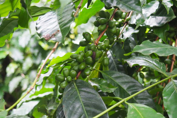 Wild Tracks Coffee planttaion, Arusha, Tanzanie