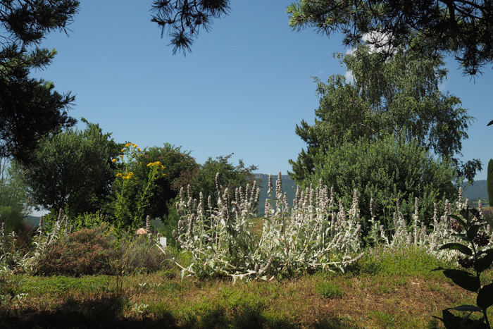 Jardin botanique Sanoflore Gigors