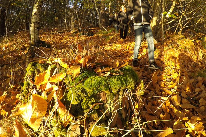 balade automne en forêt