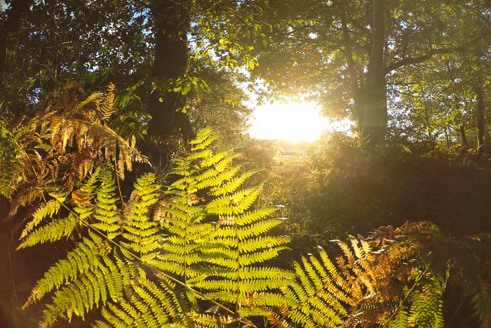 balade automne en forêt