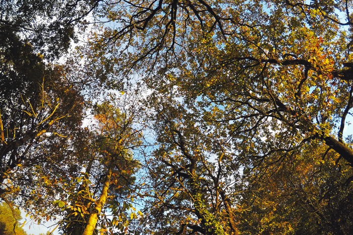 balade automne en forêt