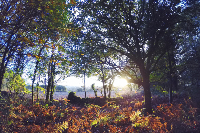 balade automne en forêt