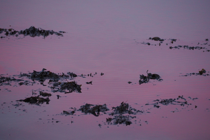 sunset ile tascon - Bretagne (via mercipourlechocolat.fr)