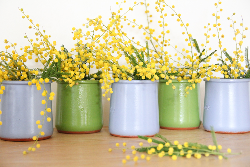 petits bouquets de mimosa 