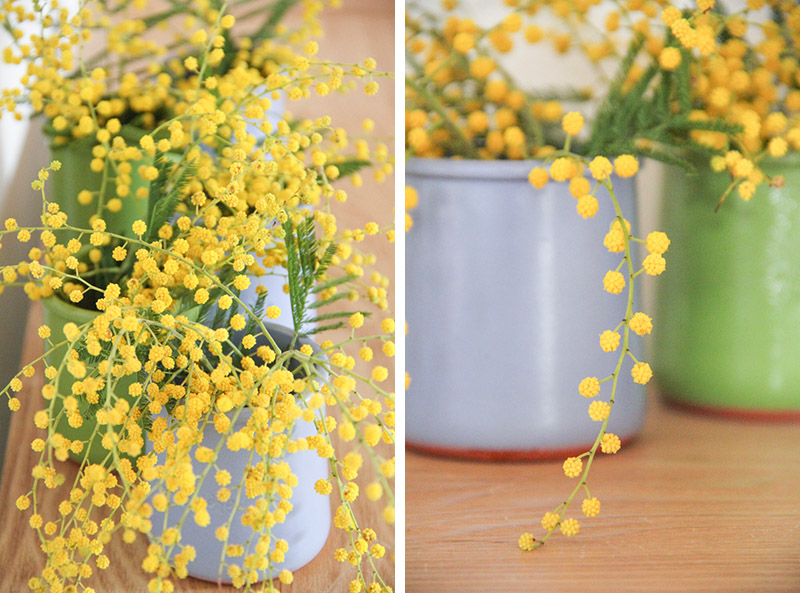 petits bouquets de mimosa