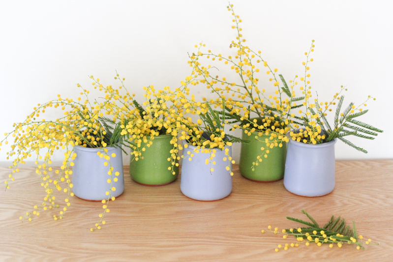 petits bouquets de mimosa