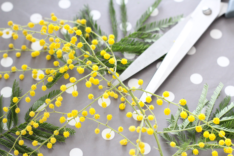 petits bouquets de mimosa