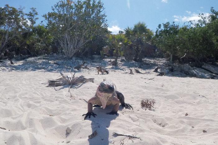 voyage Bahamas famille - Exuma Cays (via mercipourlechocolat.fr)