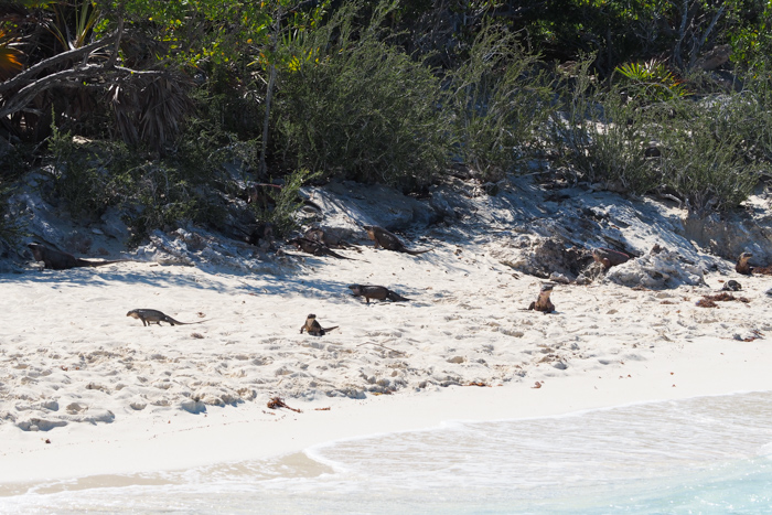 voyage Bahamas famille - Exuma Cays (via mercipourlechocolat.fr)