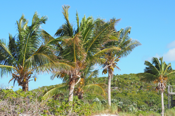 voyage Bahamas famille - Exuma Cays (via mercipourlechocolat.fr)