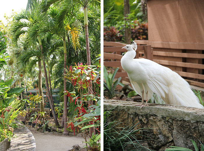 voyage Bahamas famille - Nassau (via mercipourlechocolat.fr)