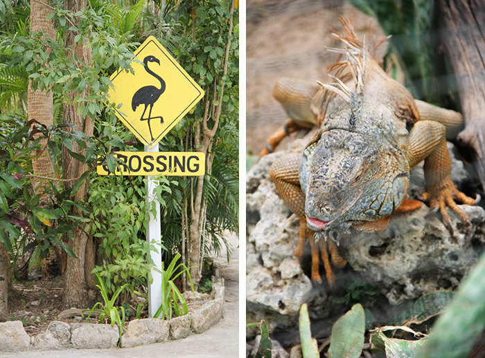 voyage Bahamas famille - Nassau (via mercipourlechocolat.fr)