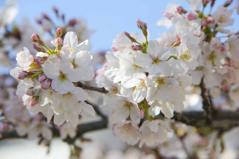 Remparts de Vannes au Printemps (via mercipourlechocolat.fr)