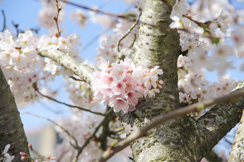 Remparts de Vannes au Printemps (via mercipourlechocolat.fr)