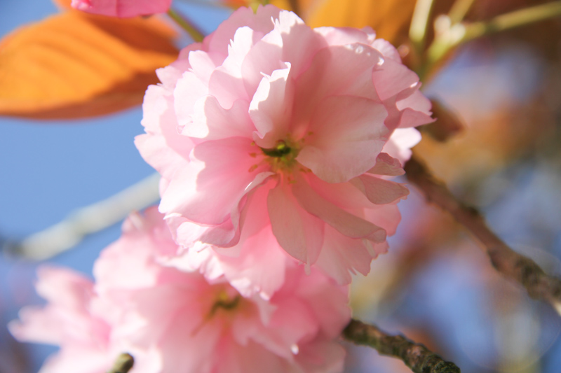 Prunier du Japon en fleurs (via mercipourlechocolat.fr)