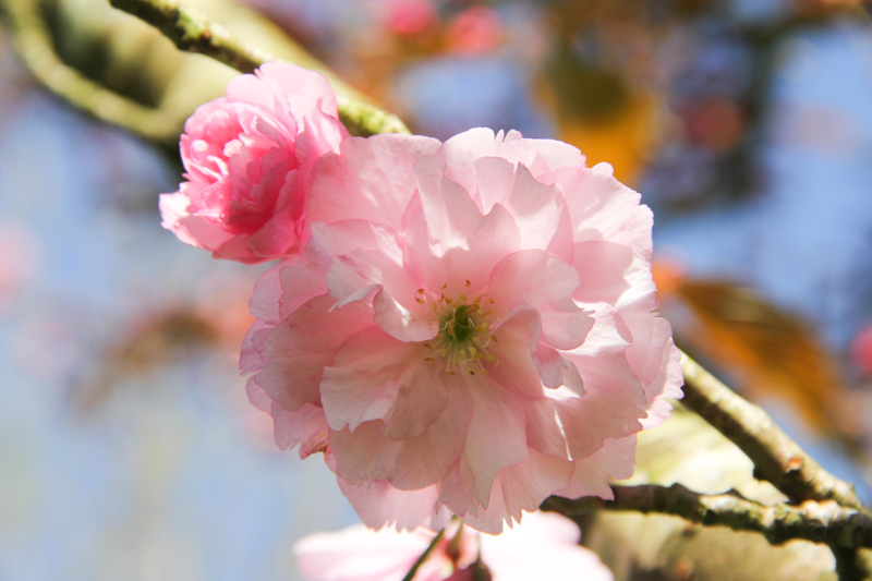 Prunier du Japon en fleurs (via mercipourlechocolat.fr)