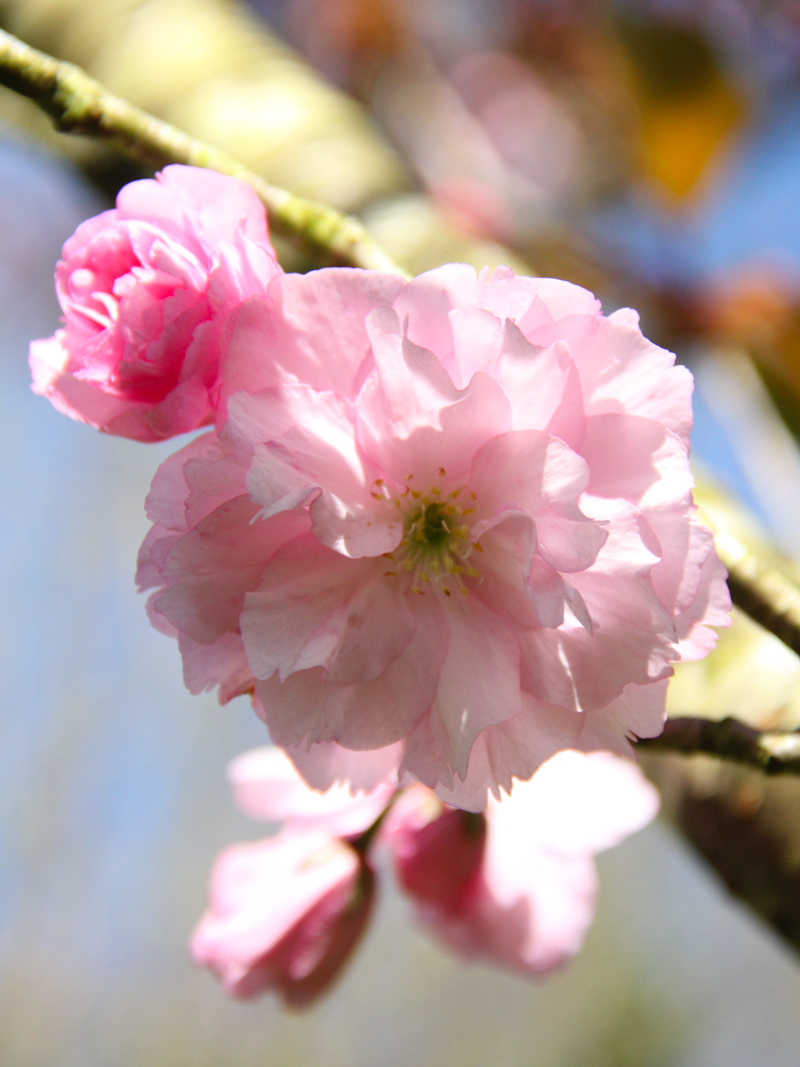 Prunier du Japon en fleurs (via mercipourlechocolat.fr)