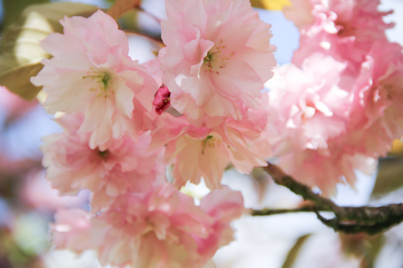 Prunier du Japon en fleurs (via mercipourlechocolat.fr)