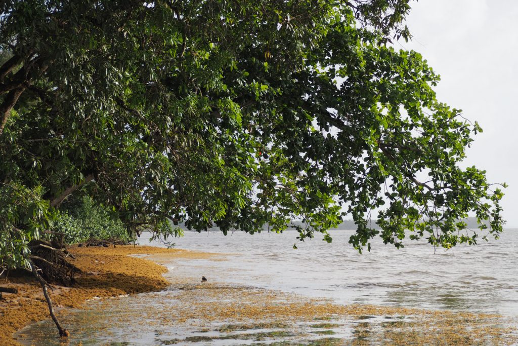 GUYANE - Awala-Yalimapo