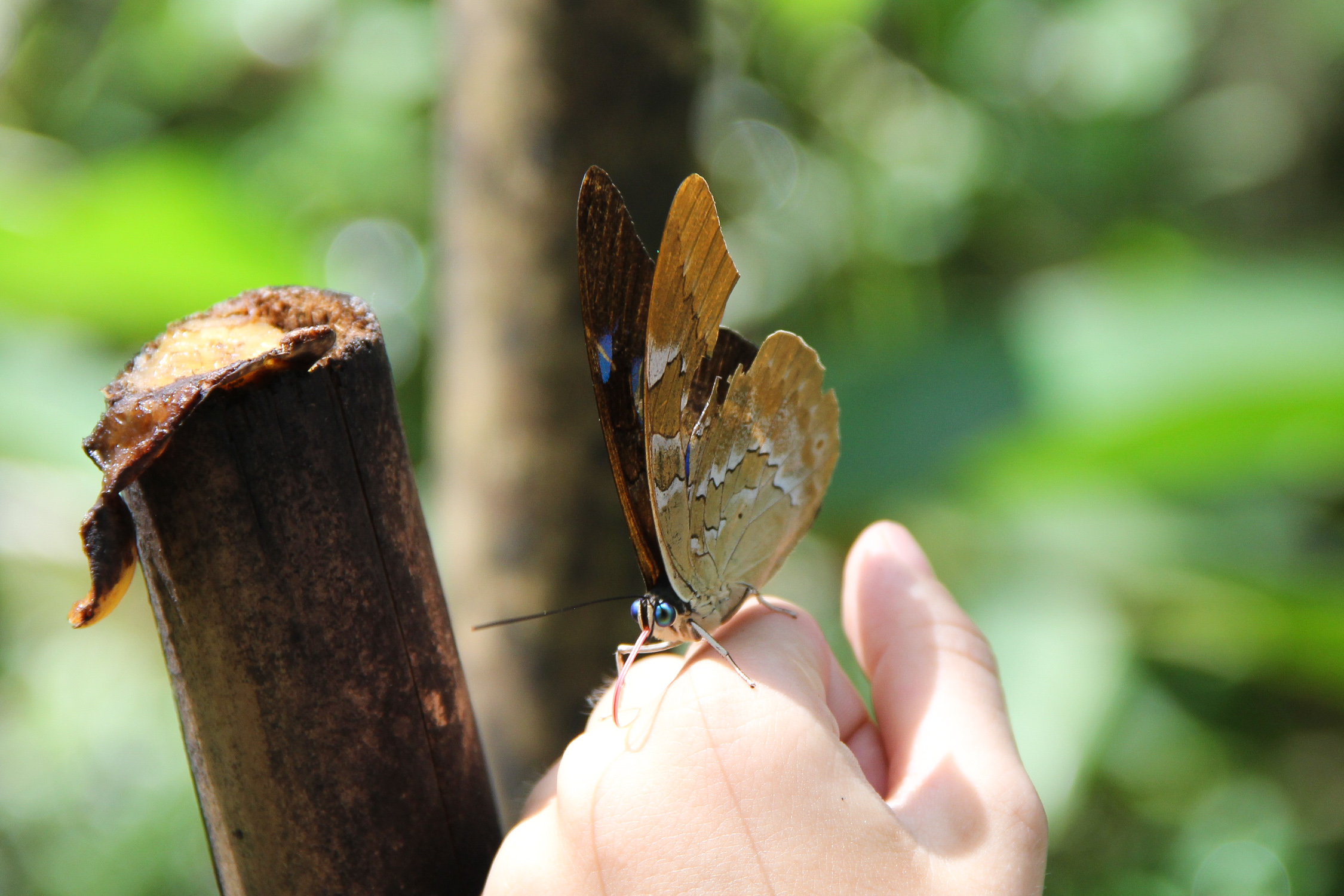 GUYANE - CACAO - musée des insectes