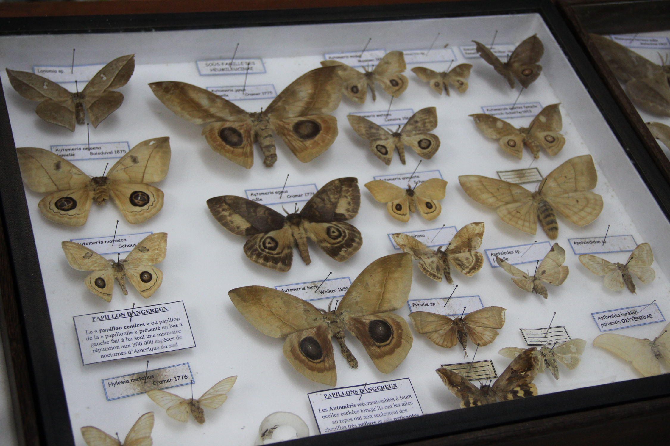 GUYANE - CACAO - musée des insectes