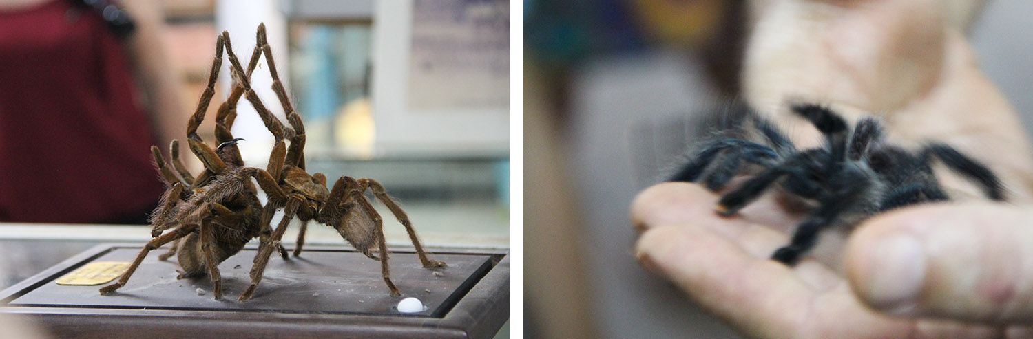 GUYANE - CACAO - musée des insectes