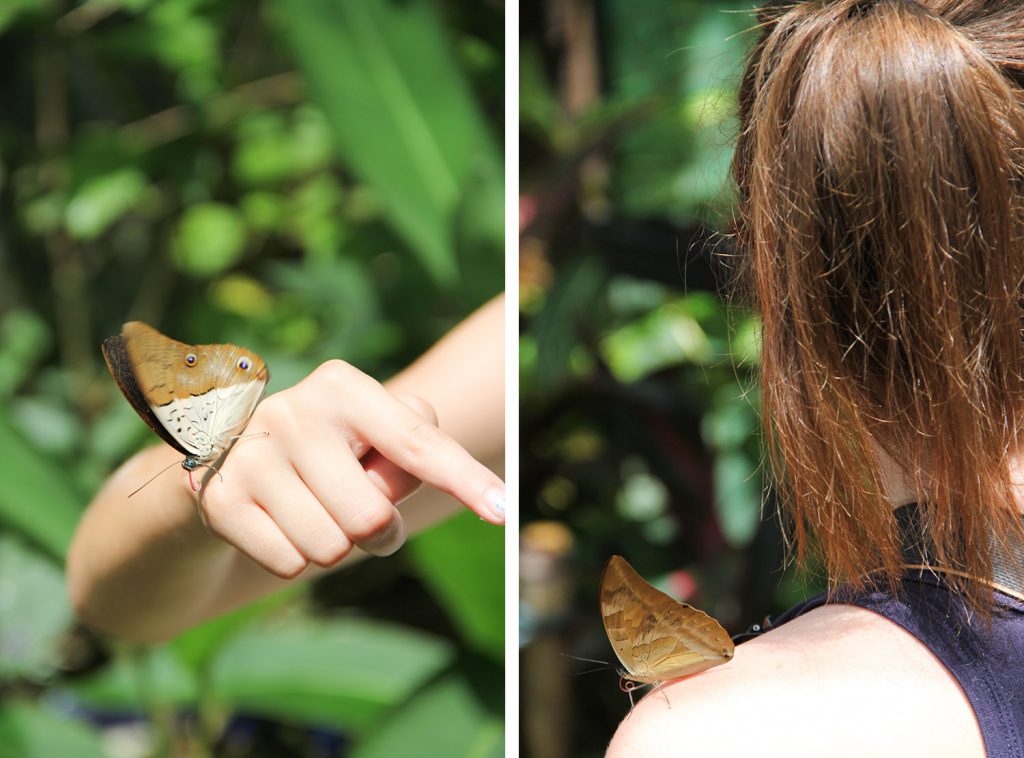 GUYANE - CACAO - musée des insectes