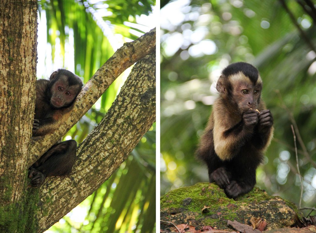 GUYANE - îles du Salut