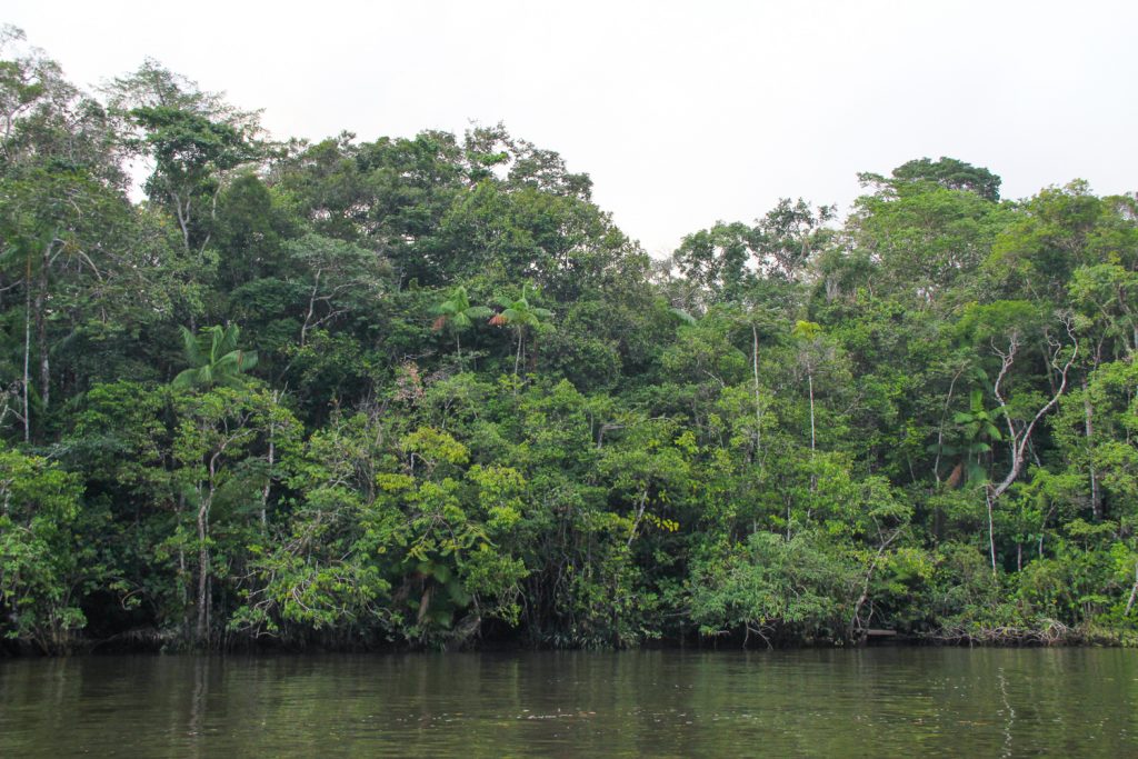 GUYANE - WAPA LODGE