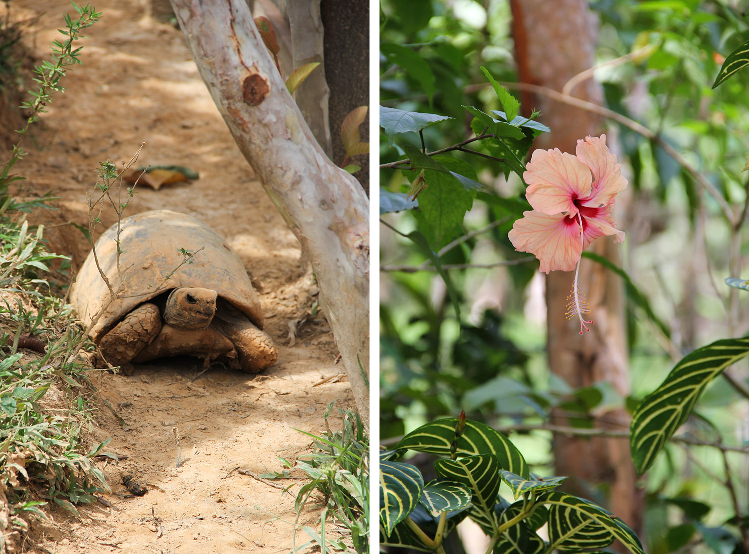 GUYANE - zoo de Guyane / Macouria