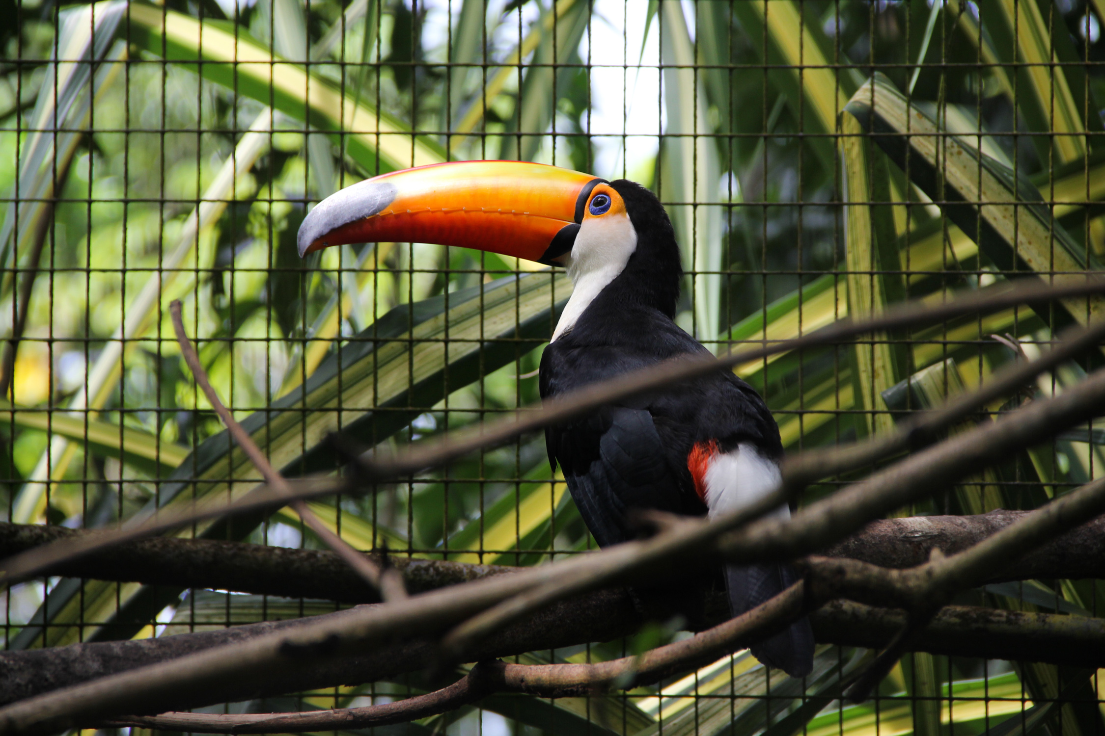 GUYANE - zoo de Guyane / Macouria