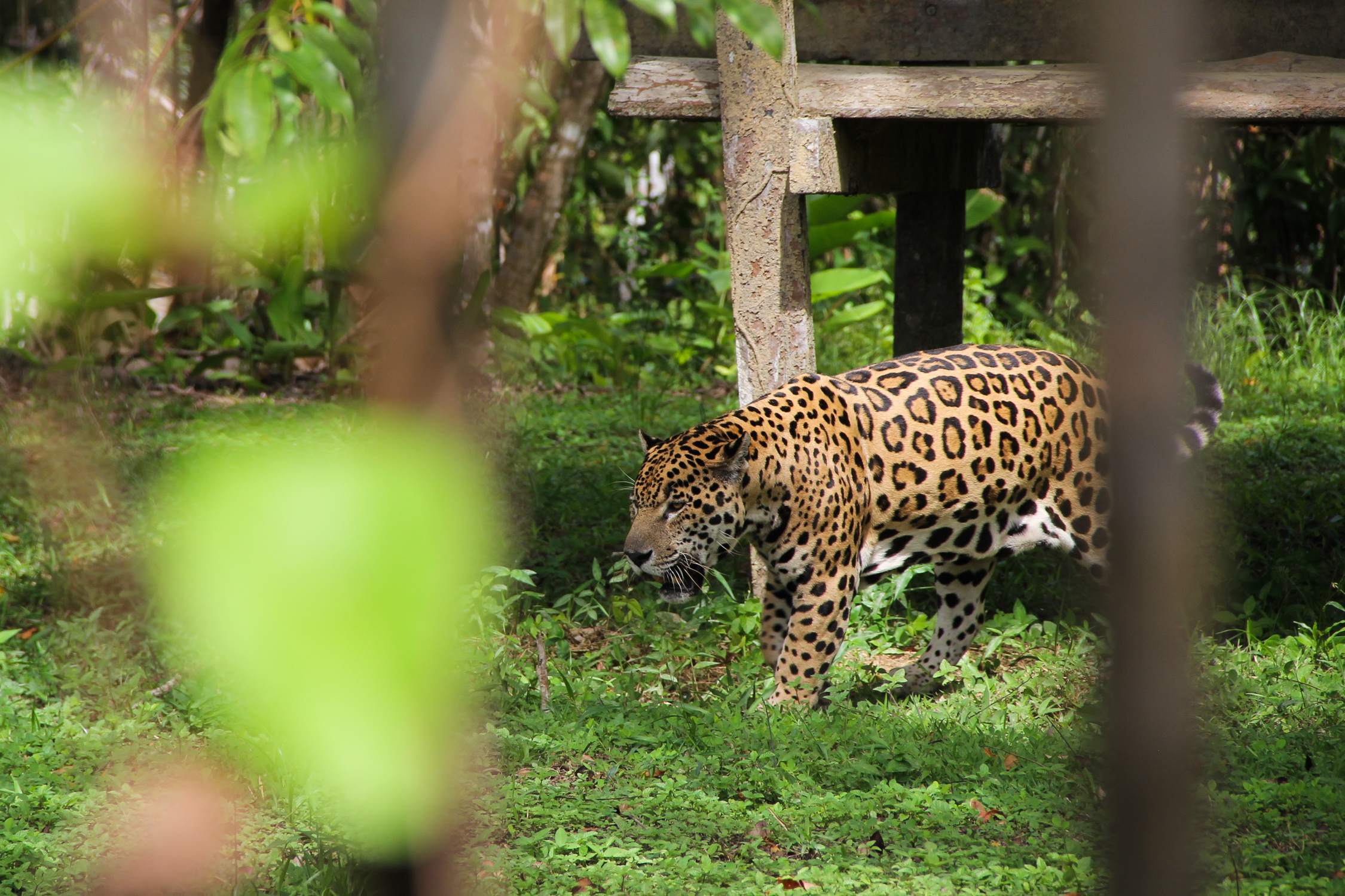 GUYANE - zoo de Guyane / Macouria