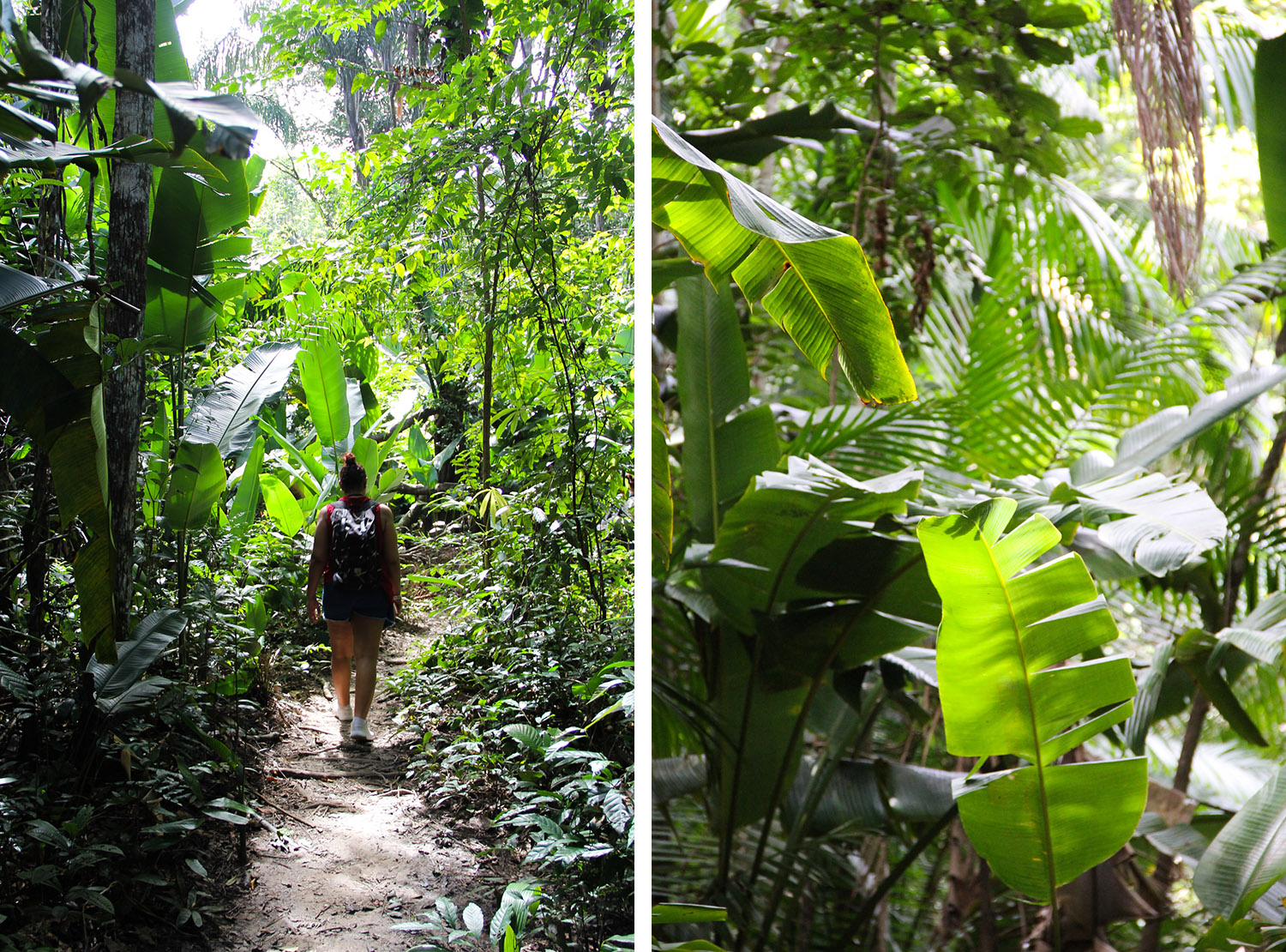 GUYANE - zoo de Guyane / Macouria