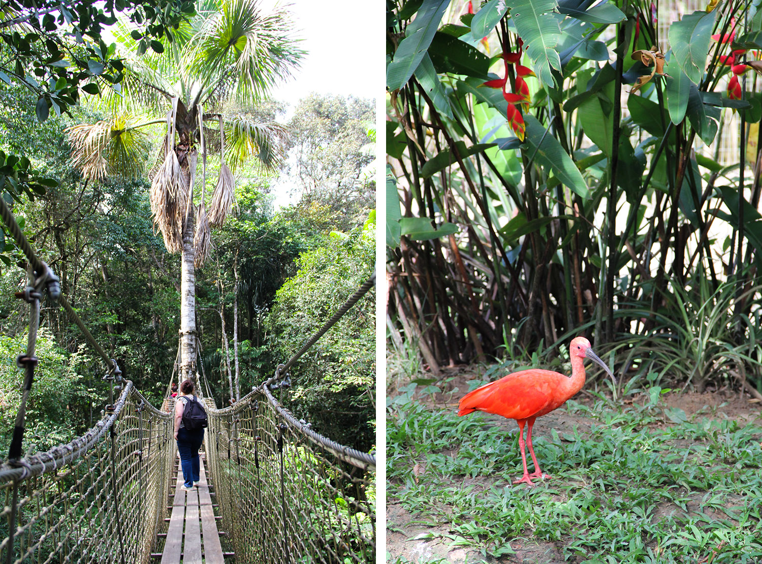 GUYANE - zoo de Guyane / Macouria