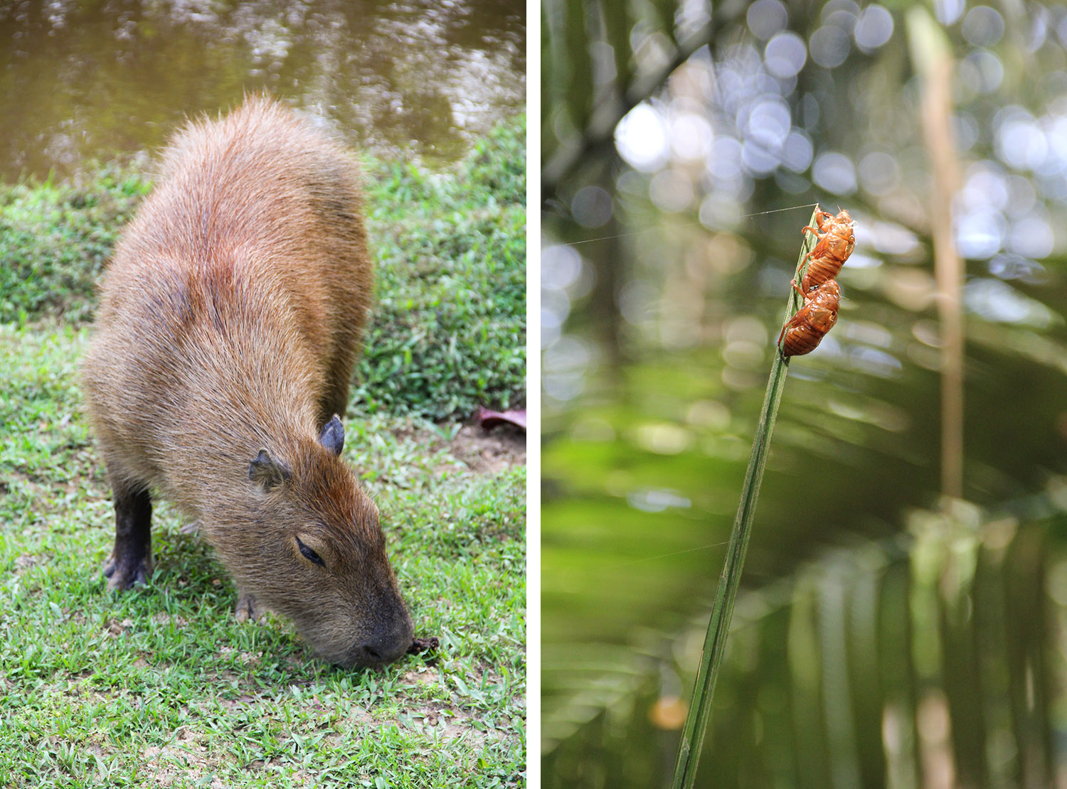 GUYANE - zoo de Guyane / Macouria