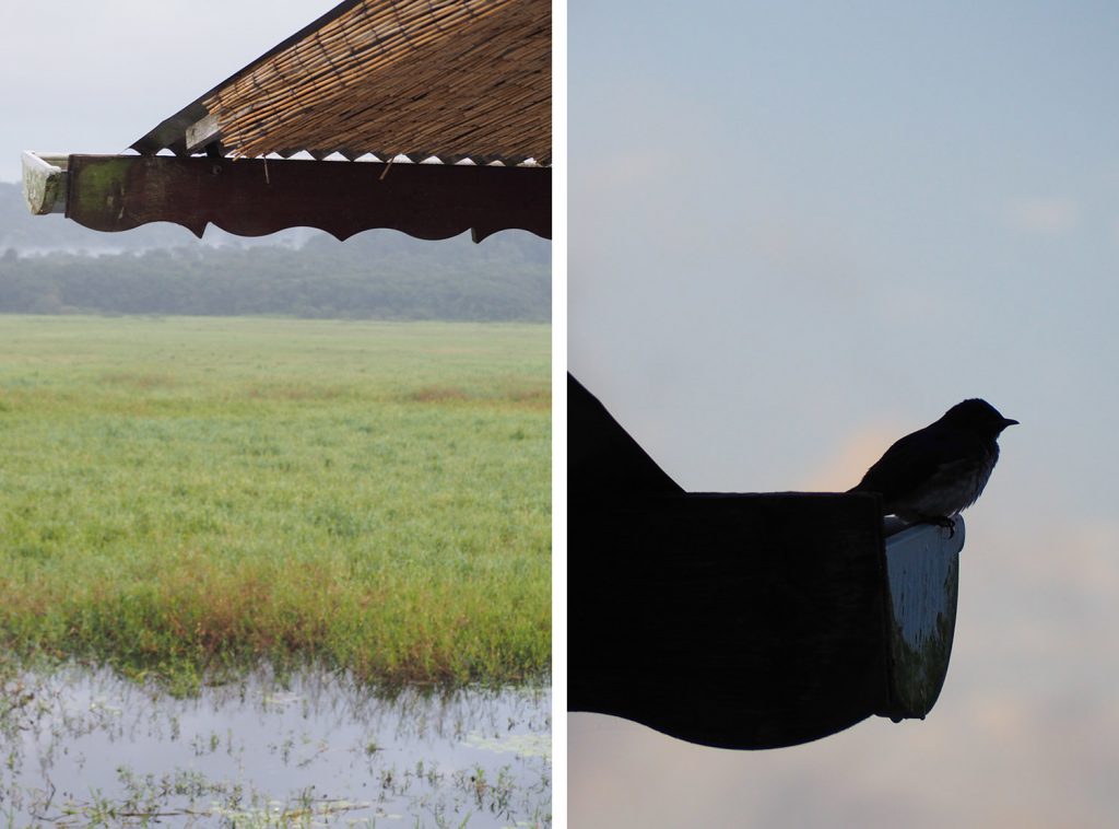 GUYANE - MARAIS DE KAW