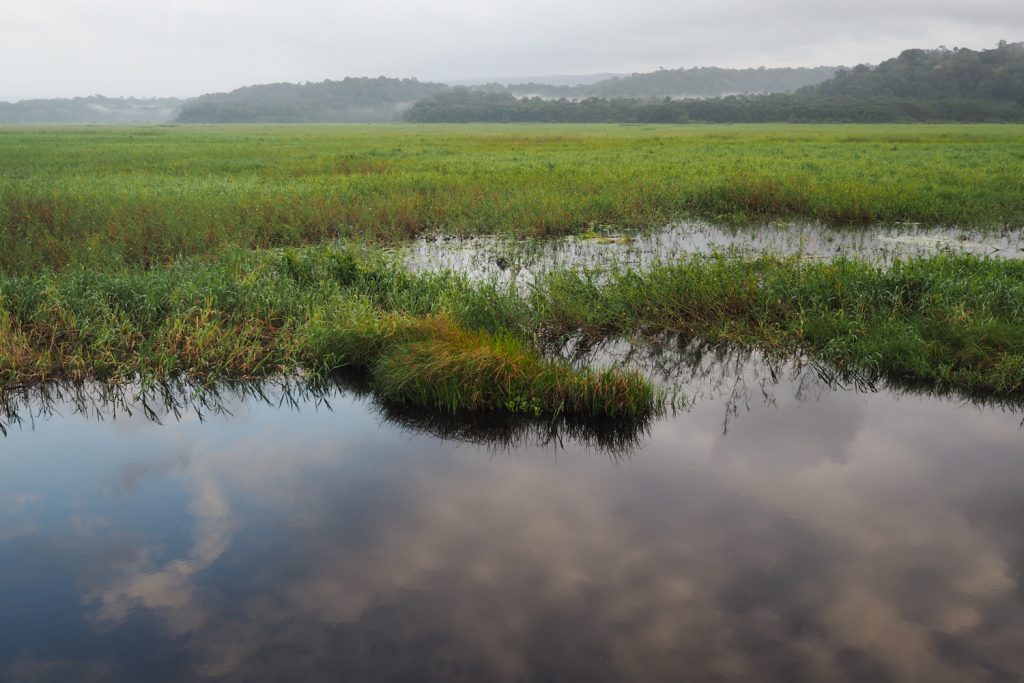 GUYANE - MARAIS DE KAW