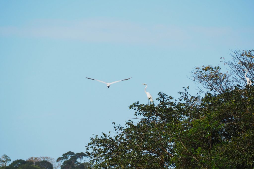 GUYANE - MARAIS DE KAW