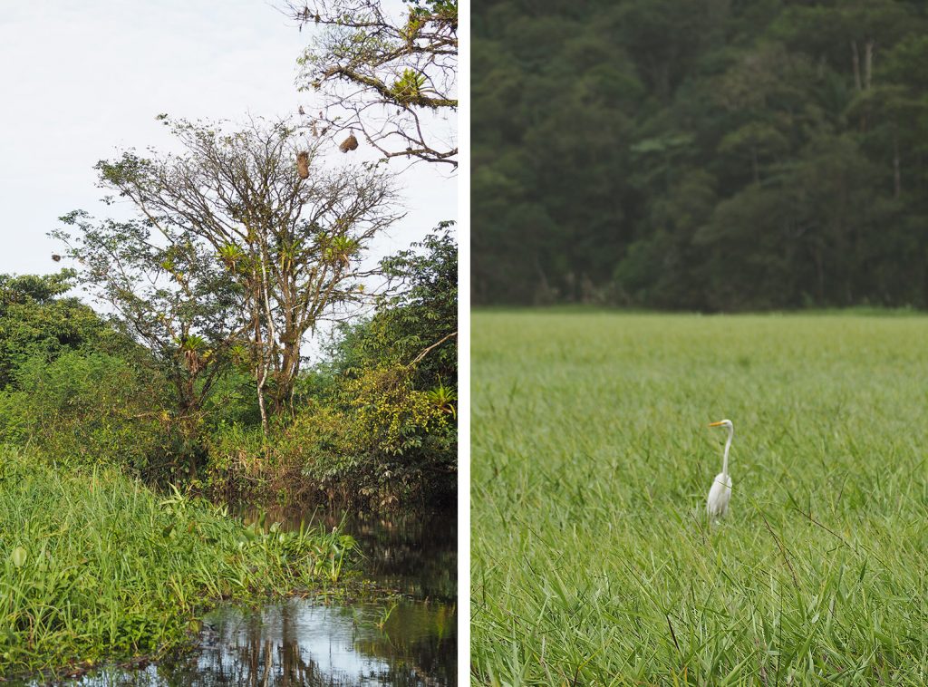 GUYANE - MARAIS DE KAW