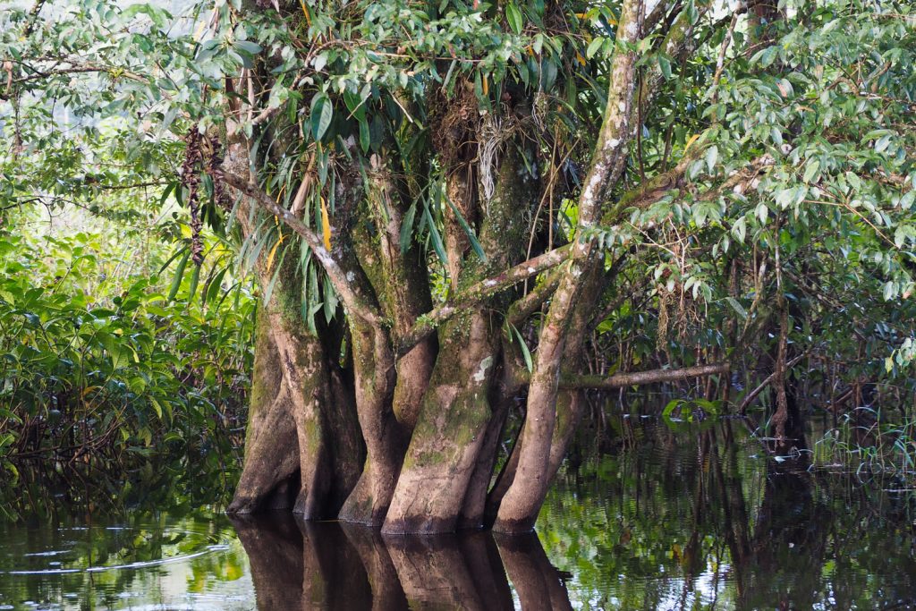 GUYANE - MARAIS DE KAW