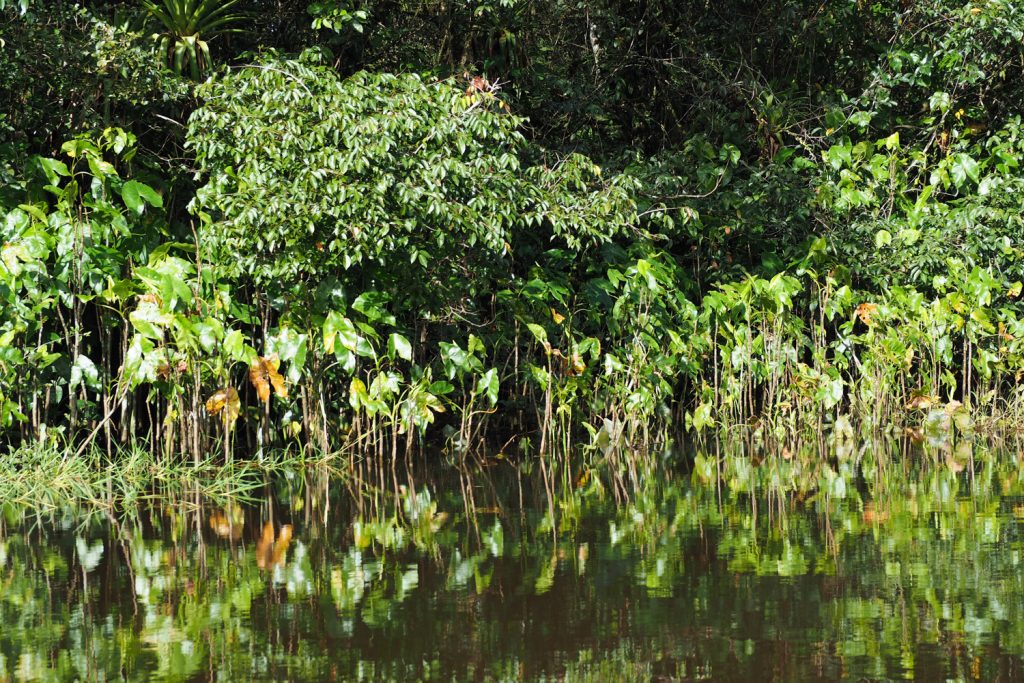 GUYANE - MARAIS DE KAW