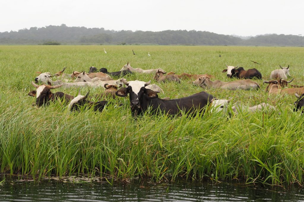 GUYANE - MARAIS DE KAW