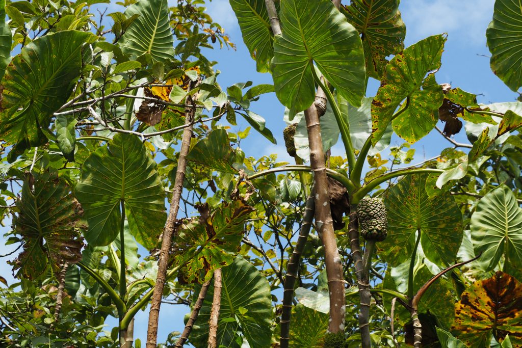 GUYANE - MARAIS DE KAW