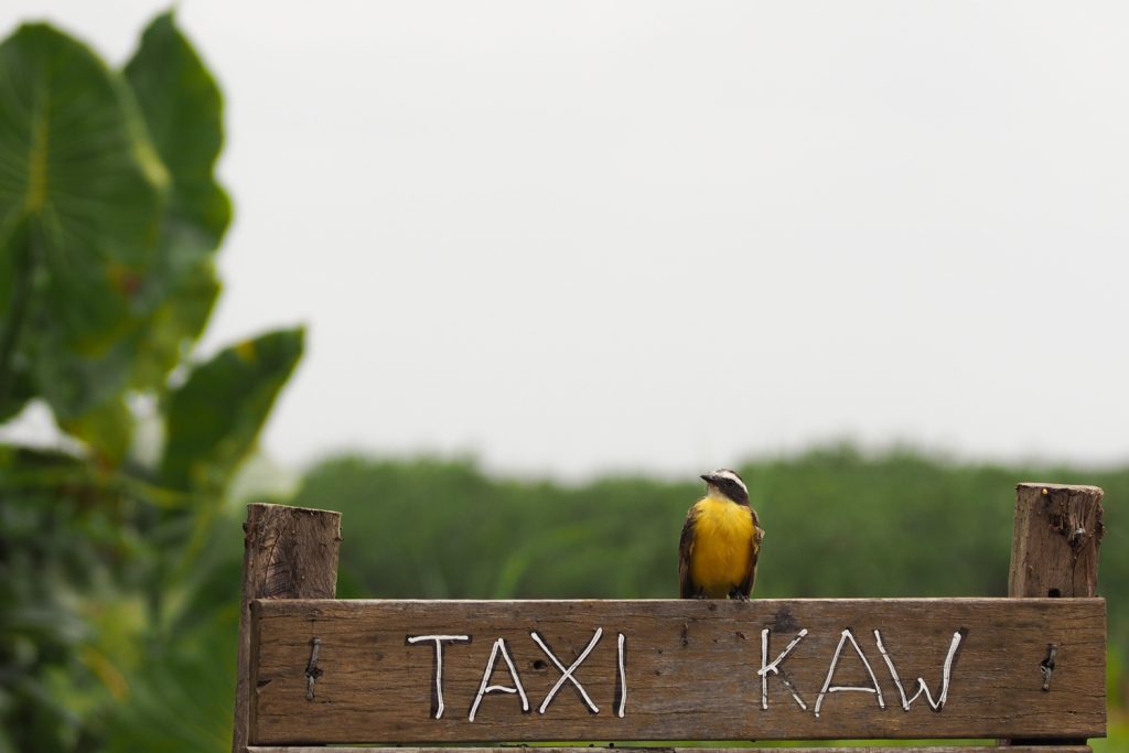 GUYANE - MARAIS DE KAW