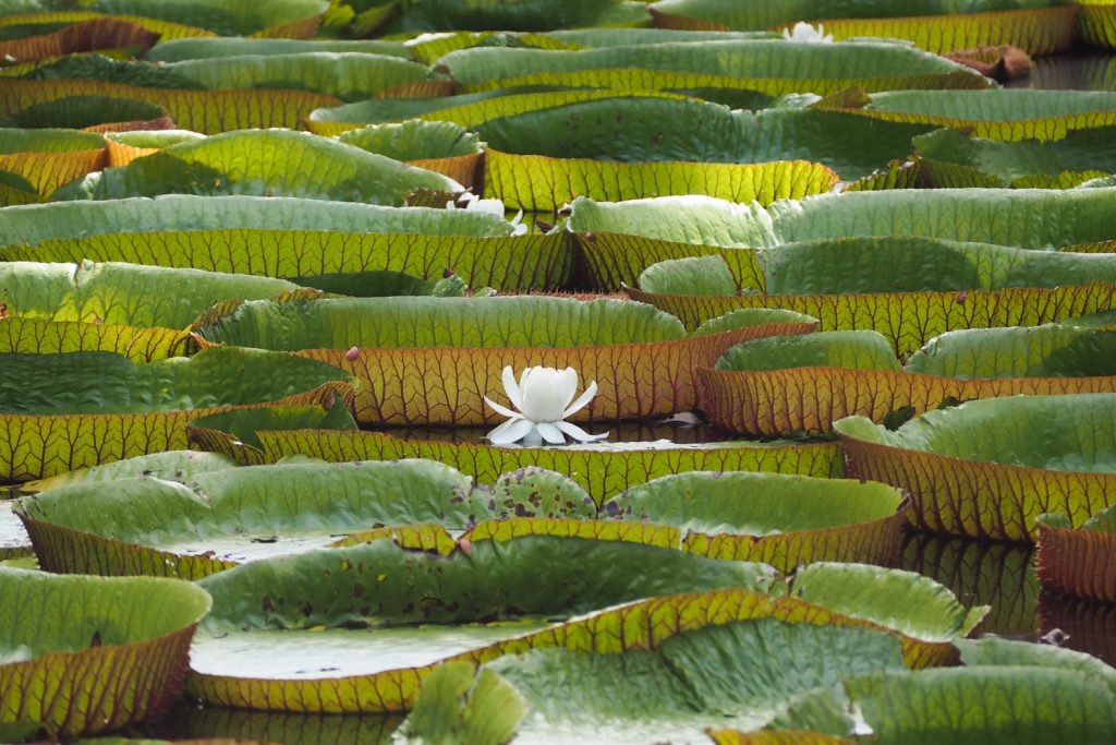 Île Maurice - Mauritius - jardin de Pamplemousses