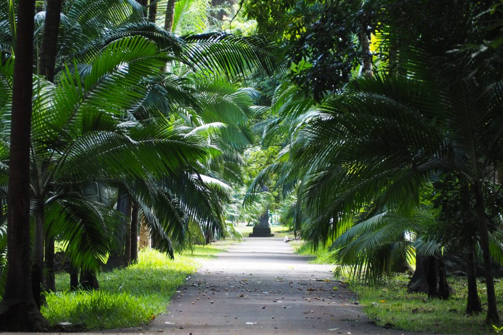 Île Maurice - Mauritius - jardin de Pamplemousses