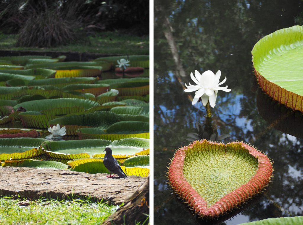 Île Maurice - Mauritius - jardin de Pamplemousses