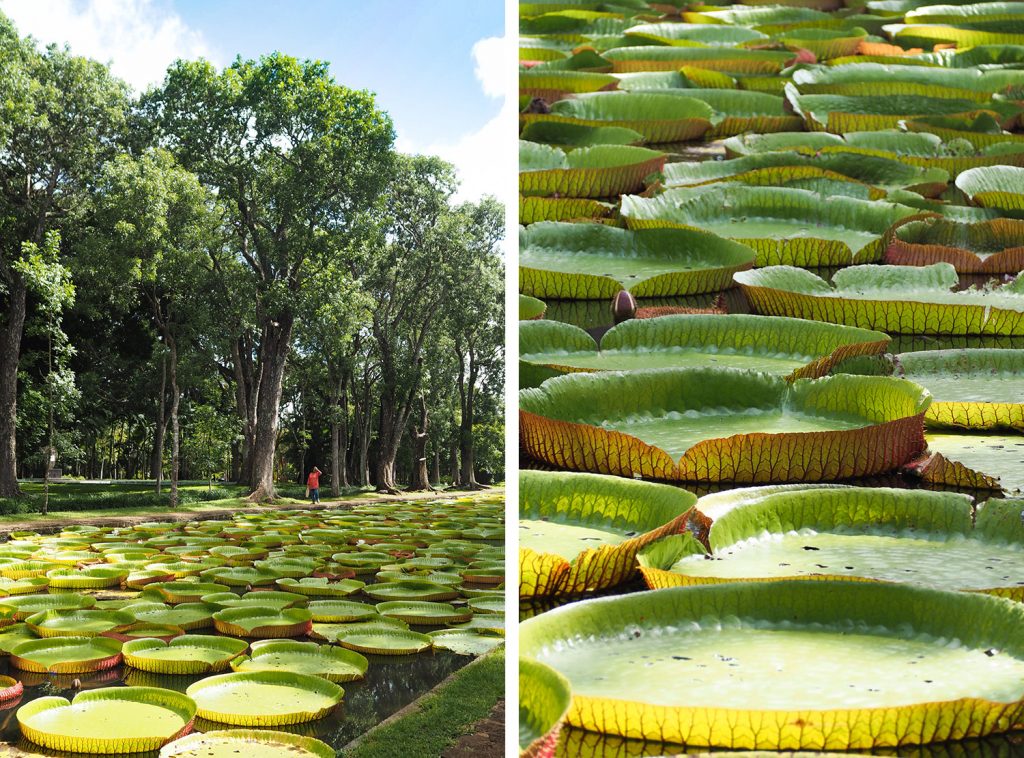 Île Maurice - Mauritius - jardin de Pamplemousses